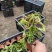 彩叶草种植基地青州彩叶草助农扶贫项目80万彩叶草