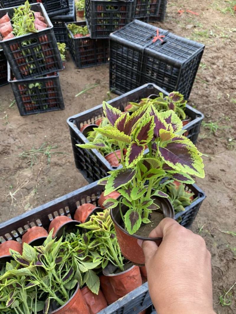 彩叶草种植基地青州彩叶草助农扶贫项目80万彩叶草