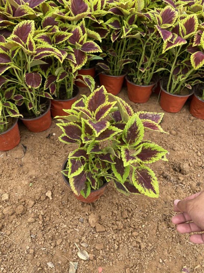 彩叶草种植基地青州彩叶草助农扶贫项目80万彩叶草