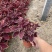 彩叶草种植基地青州彩叶草助农扶贫项目80万彩叶草