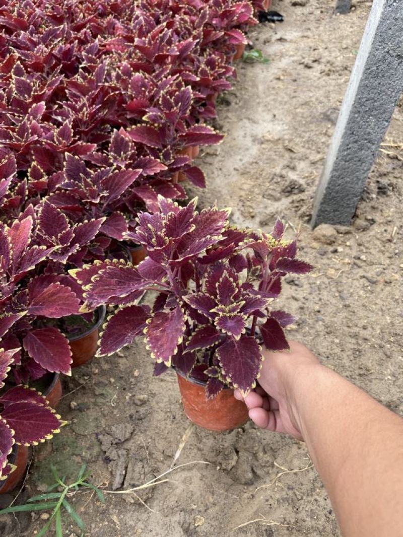 彩叶草种植基地青州彩叶草助农扶贫项目80万彩叶草