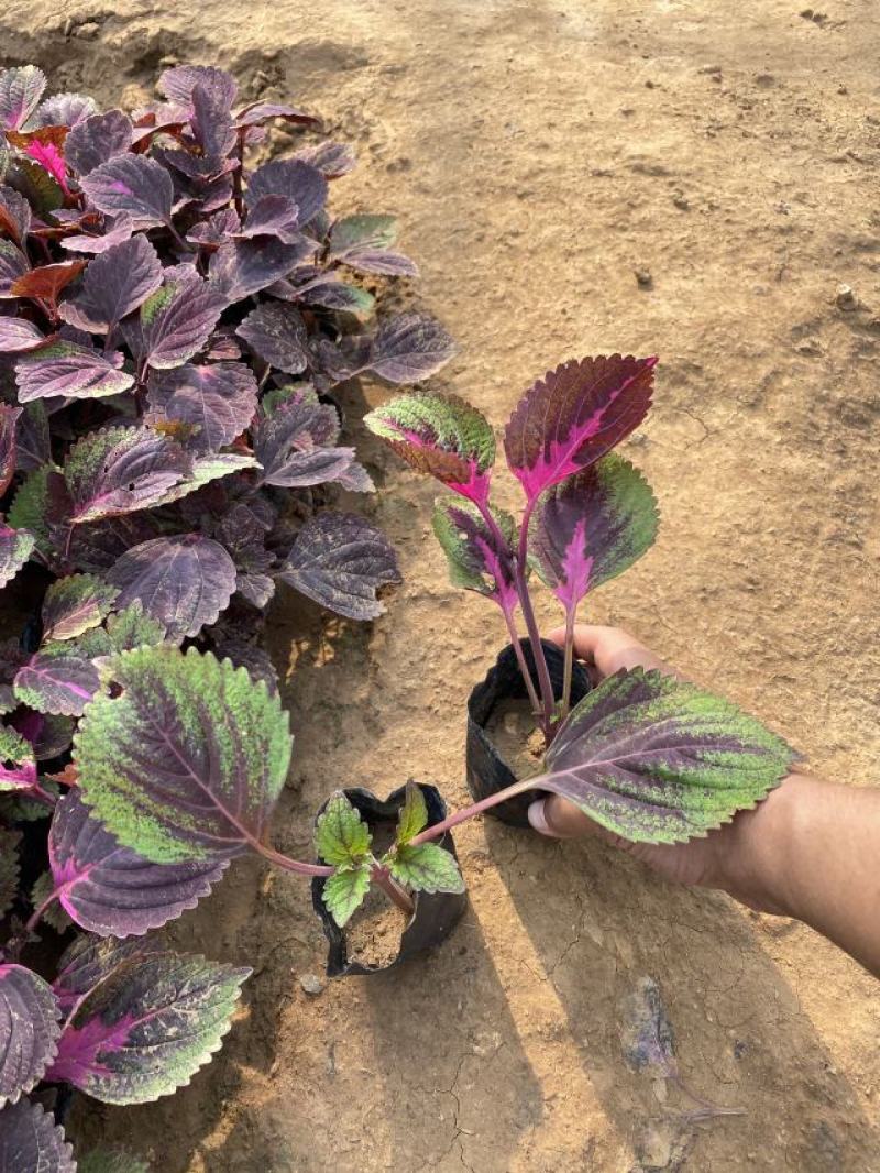 彩叶草种植基地青州彩叶草助农扶贫项目80万彩叶草