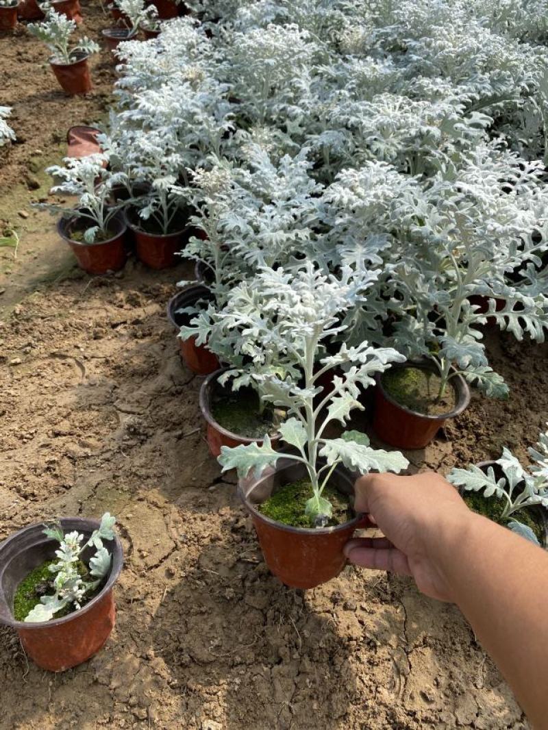 银叶菊自产自销银叶菊种植基地银叶菊低价处理