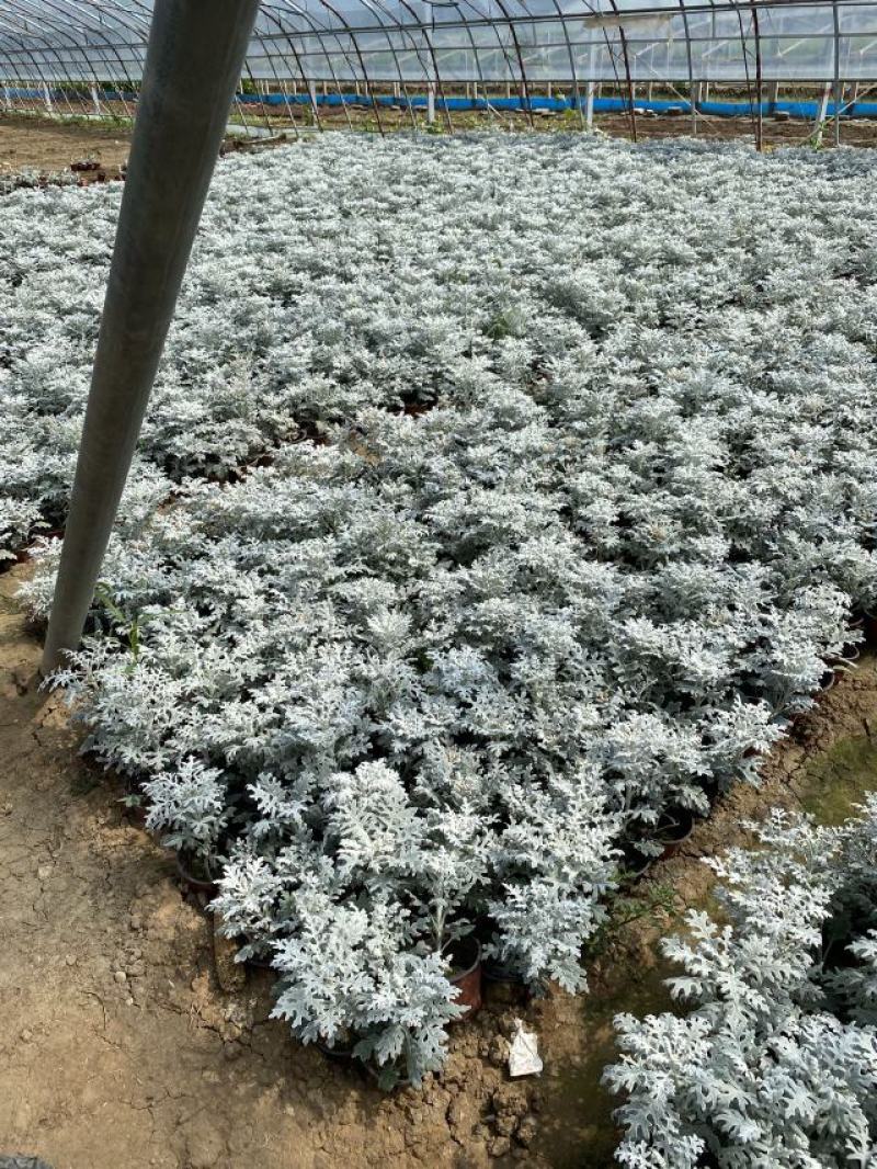 银叶菊自产自销银叶菊农户直销银叶菊一手货源