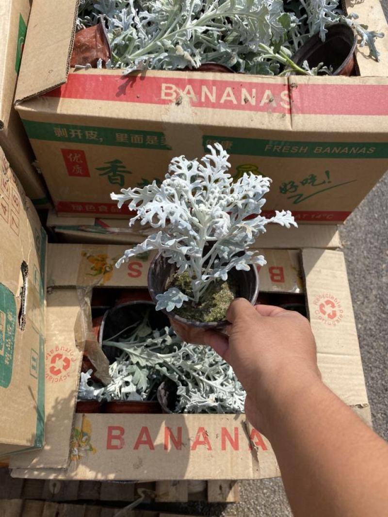 银叶菊自产自销银叶菊农户直销银叶菊一手货源