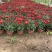国庆菊种植基地国庆菊600万低价处理