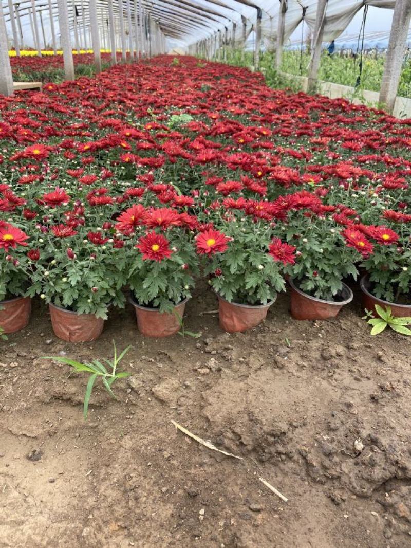 国庆菊种植基地国庆菊600万低价处理