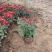 国庆菊种植基地国庆菊600万低价处理