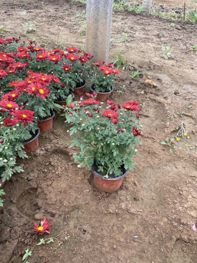 国庆菊种植基地国庆菊600万低价处理