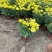 国庆菊种植基地国庆菊600万低价处理