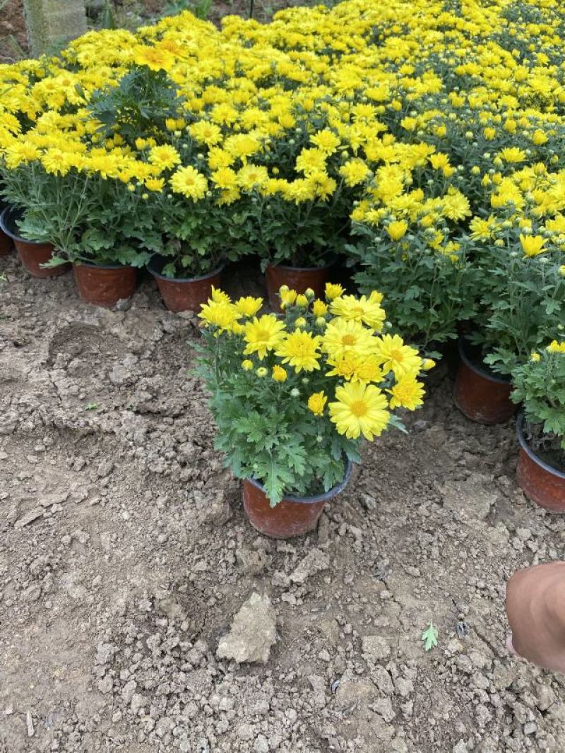 国庆菊种植基地国庆菊600万低价处理
