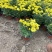 国庆菊种植基地国庆菊自产自销。300万低价处理。