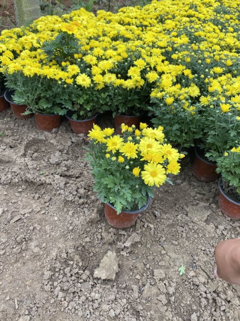 国庆菊种植基地国庆菊自产自销。300万低价处理。