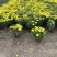 国庆菊种植基地国庆菊自产自销。300万低价处理。