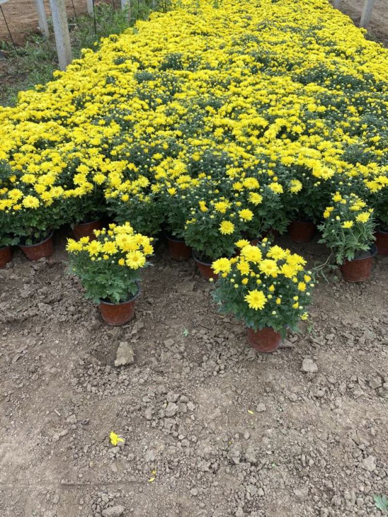 国庆菊种植基地国庆菊自产自销。300万低价处理。