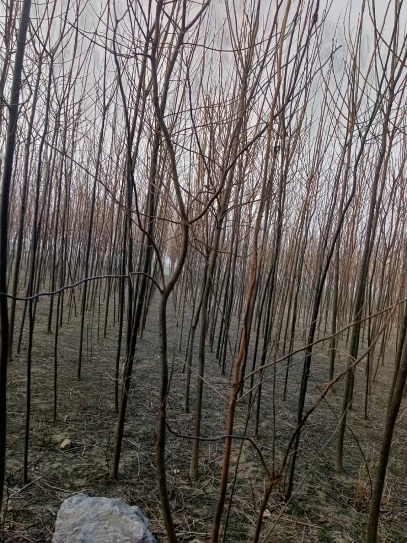 苦楝苦槠市政工程行道风景公园绿化植树造林占地用苗房地产用