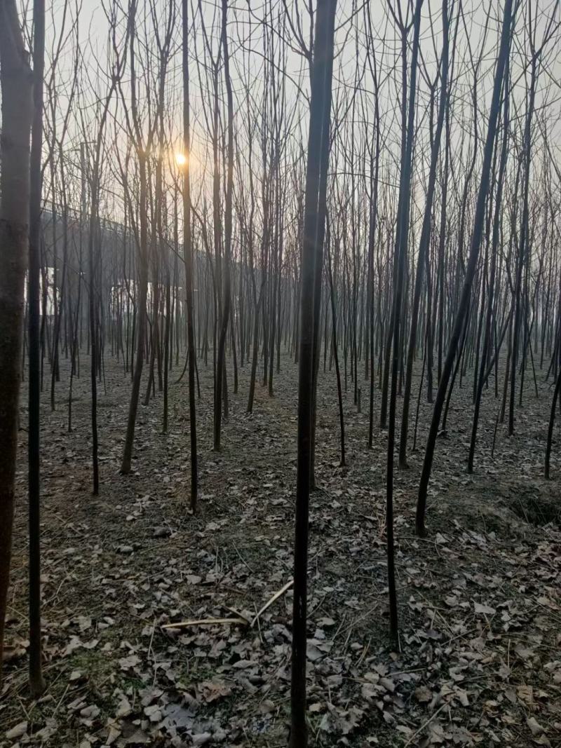 苦楝苦槠市政工程行道风景公园绿化植树造林占地用苗房地产用
