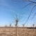 苦楝苦槠市政工程行道风景公园绿化植树造林占地用苗房地产用