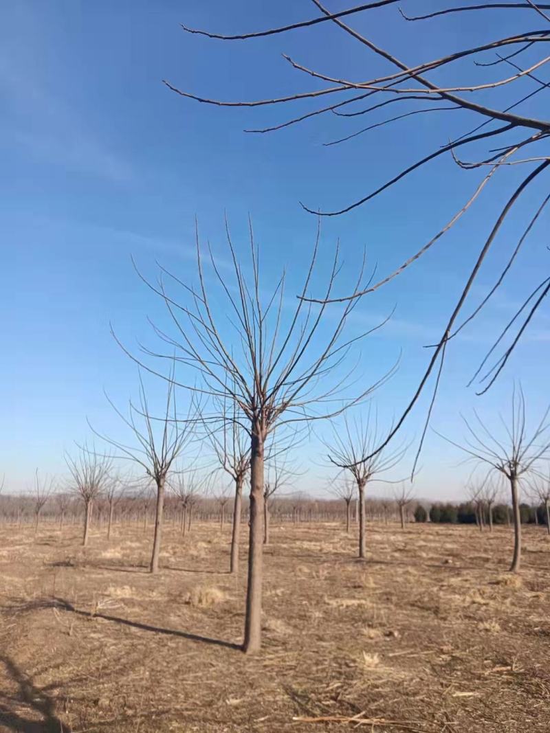 苦楝苦槠市政工程行道风景公园绿化植树造林占地用苗房地产用