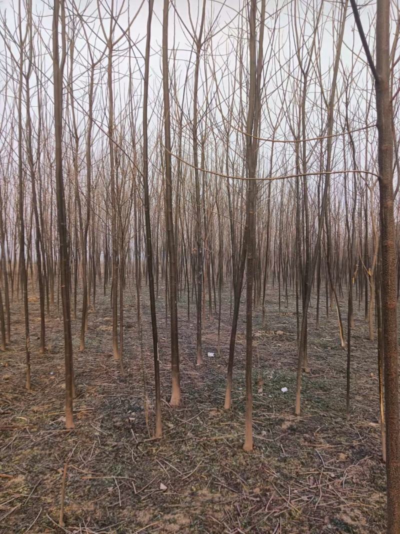 苦楝苦槠市政工程行道风景公园绿化植树造林占地用苗房地产用