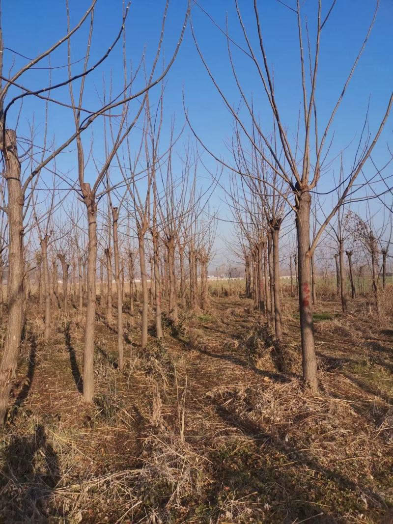 苦楝苦槠市政工程行道风景公园绿化植树造林占地用苗房地产用