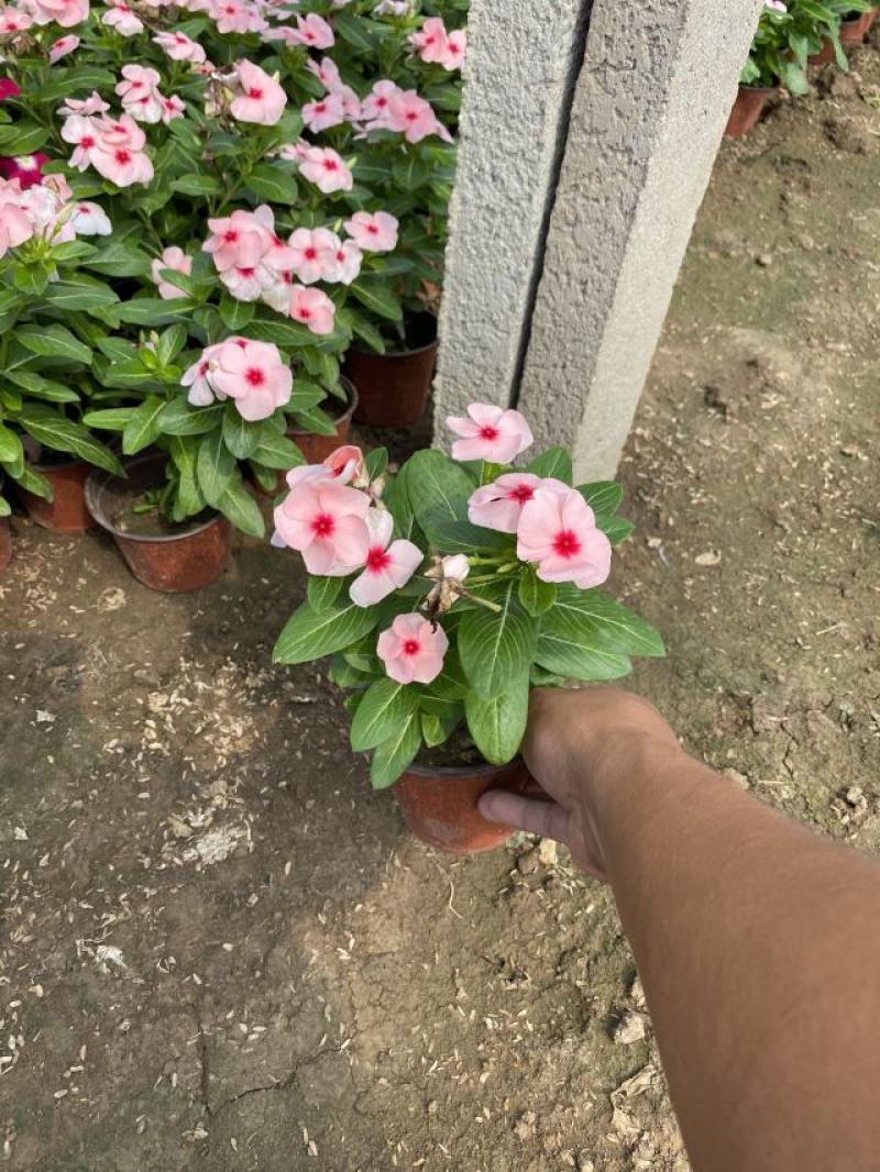 长春花自产自销200万长春花基地直销。低价处理。