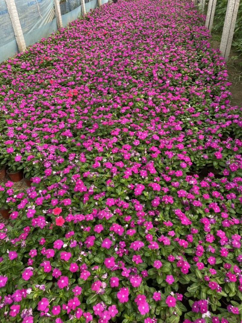 长春花自产自销200万长春花基地直销。低价处理。