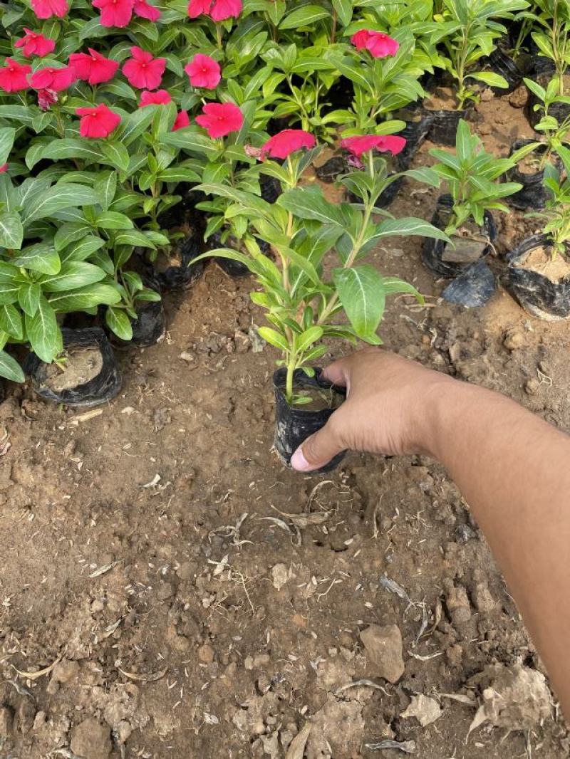 长春花自产自销200万长春花基地直销。低价处理。
