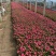 长春花自产自销200万长春花基地直销。低价处理。
