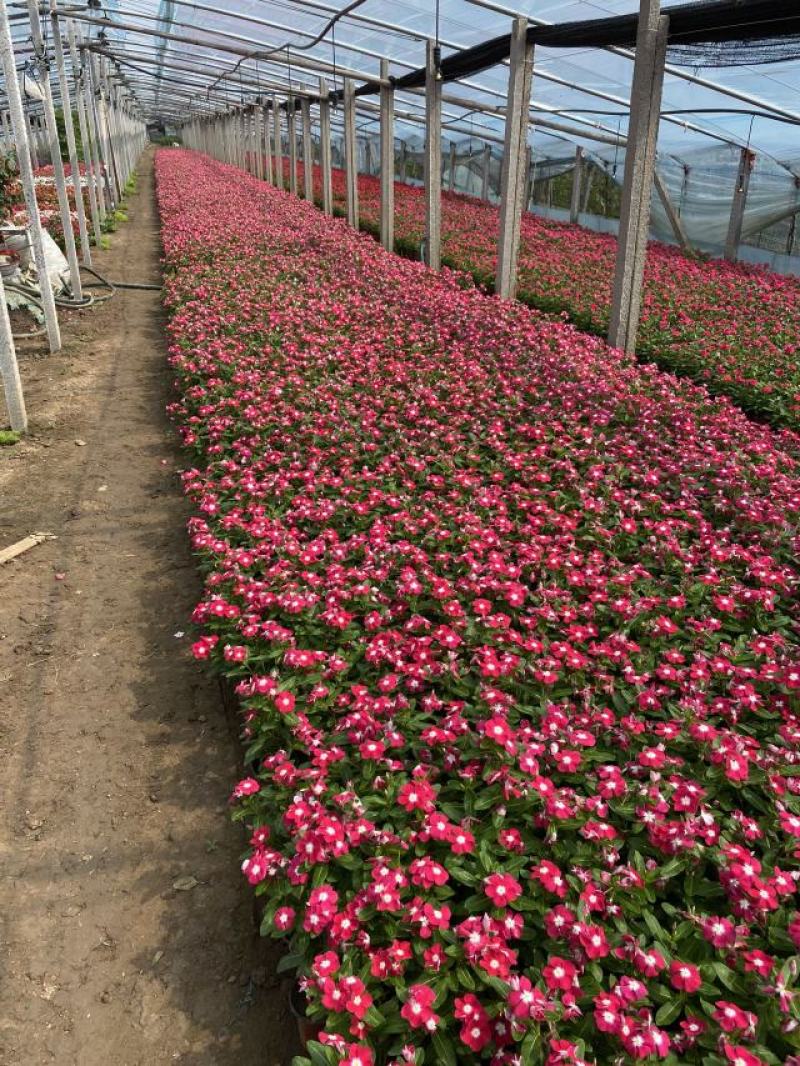 长春花自产自销200万长春花基地直销。低价处理。