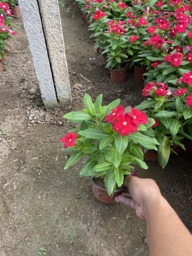 天天开自产自销200万天天开种植基地。低价处理。