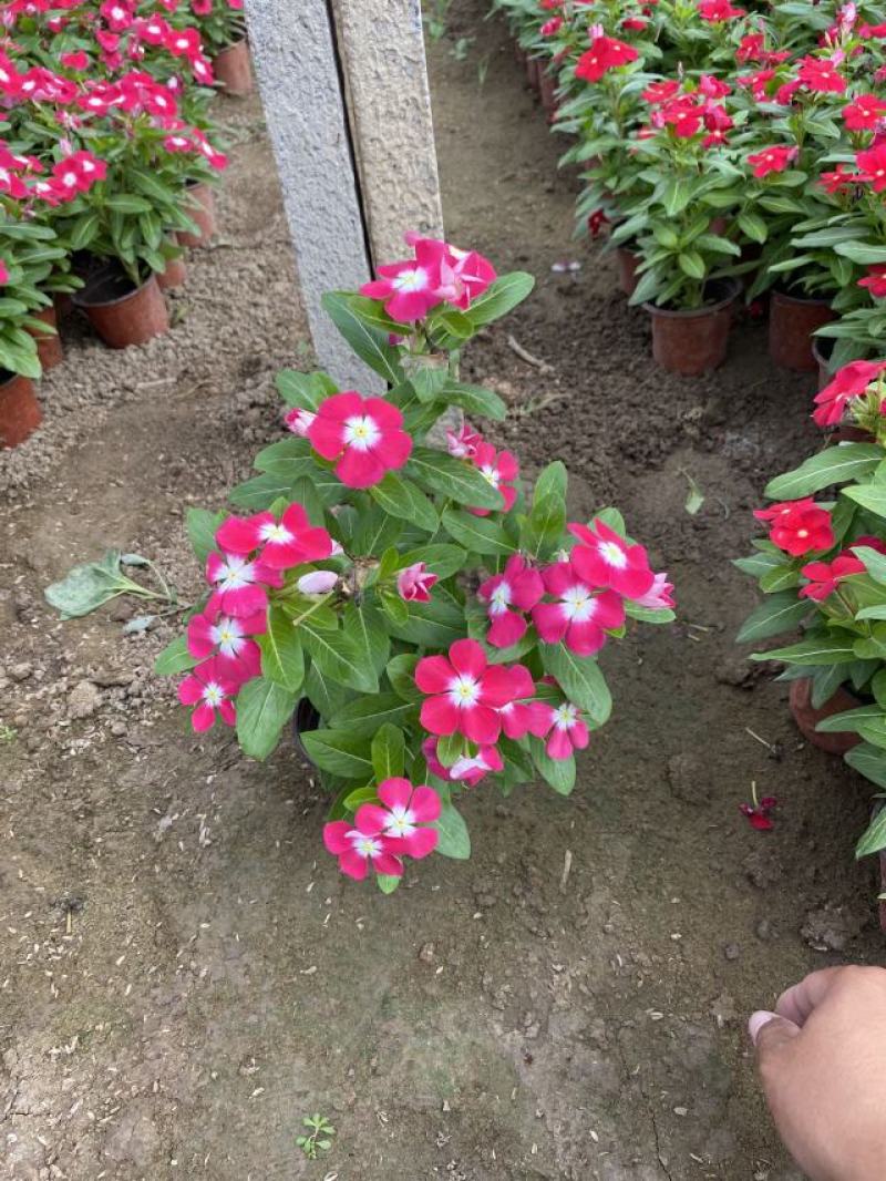 天天开自产自销200万天天开种植基地。低价处理。