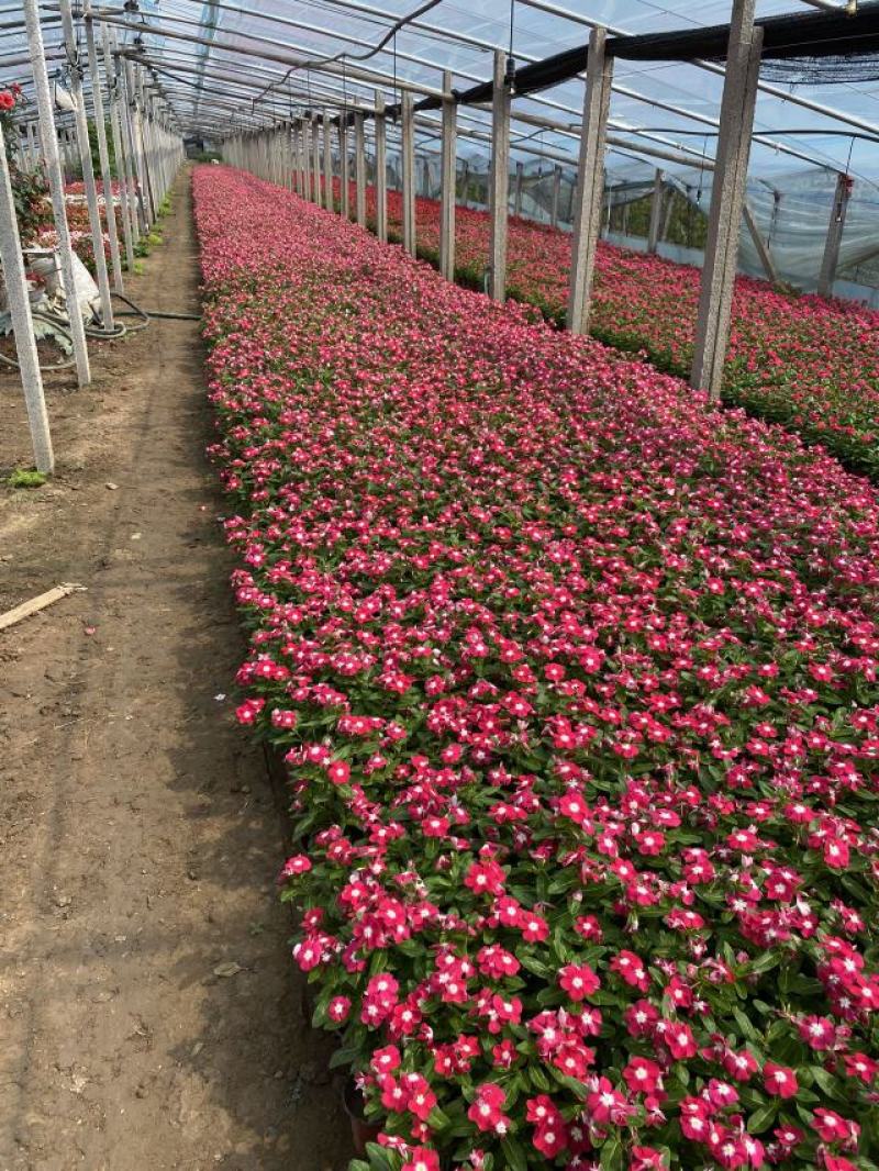 天天开自产自销200万天天开种植基地。低价处理。