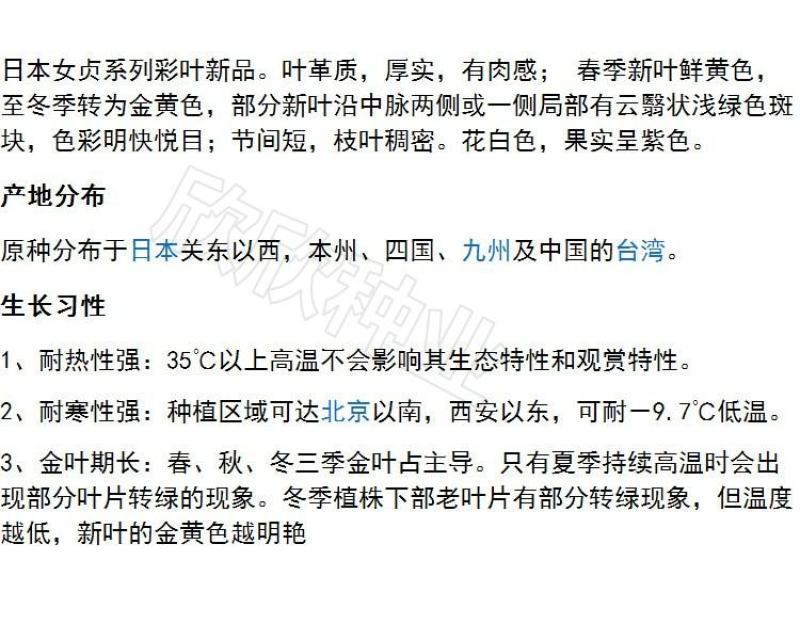 小叶女贞种子大叶女贞种子工程绿化护坡种子实体经营包发芽