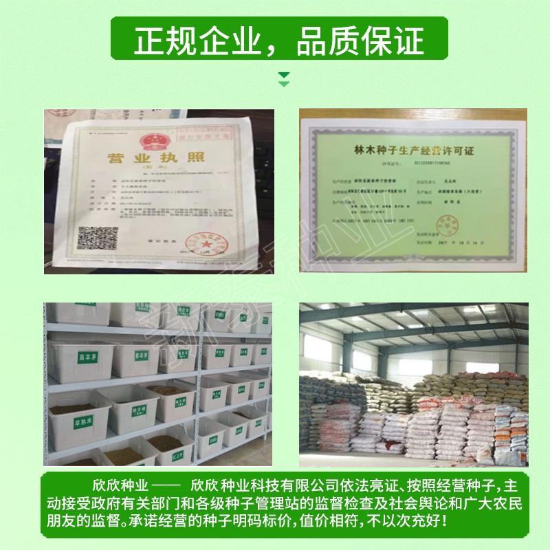 小叶女贞种子大叶女贞种子工程绿化护坡种子实体经营包发芽