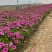 南非万寿菊种植基地南非万寿菊农户直销。300万处理