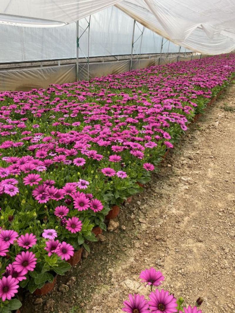 南非万寿菊种植基地南非万寿菊农户直销。300万处理