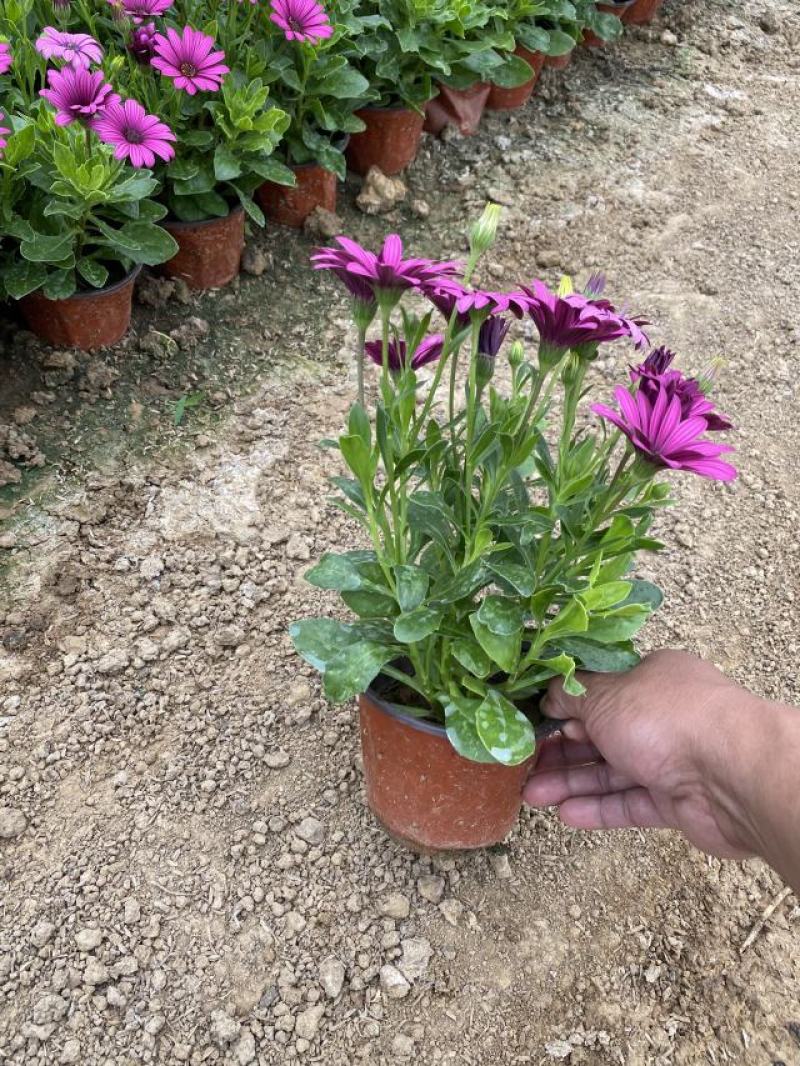 南非万寿菊种植基地南非万寿菊农户直销。300万处理