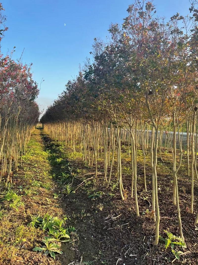 紫微市政工程行道风景公园绿化植树造林占地用苗房地产用苗新