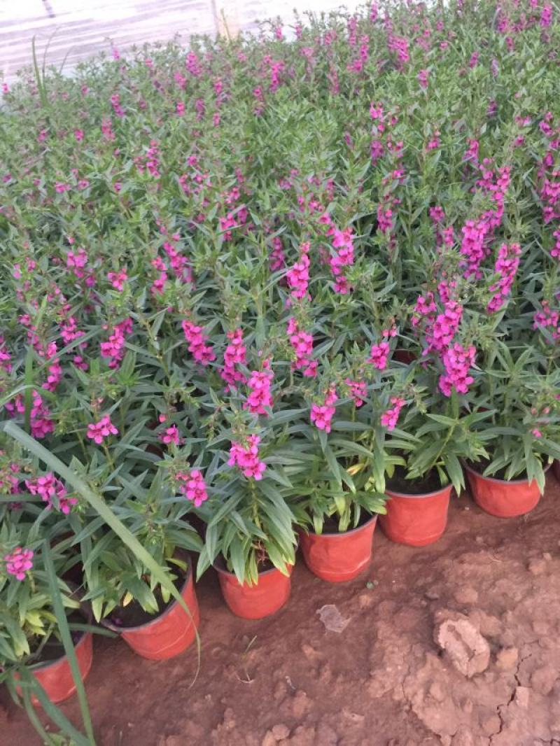 香彩雀自产自销香菜雀600万低价处理。