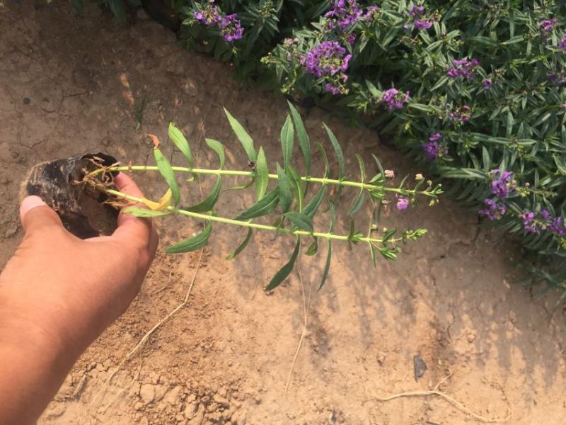 香菜雀自产自销香菜雀种植基地。300万处理