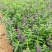 香菜雀自产自销香菜雀种植基地。300万处理