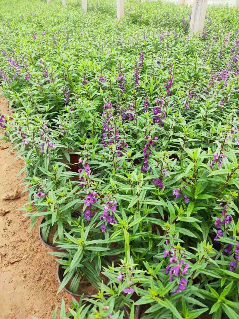 香菜雀自产自销香菜雀种植基地。300万处理