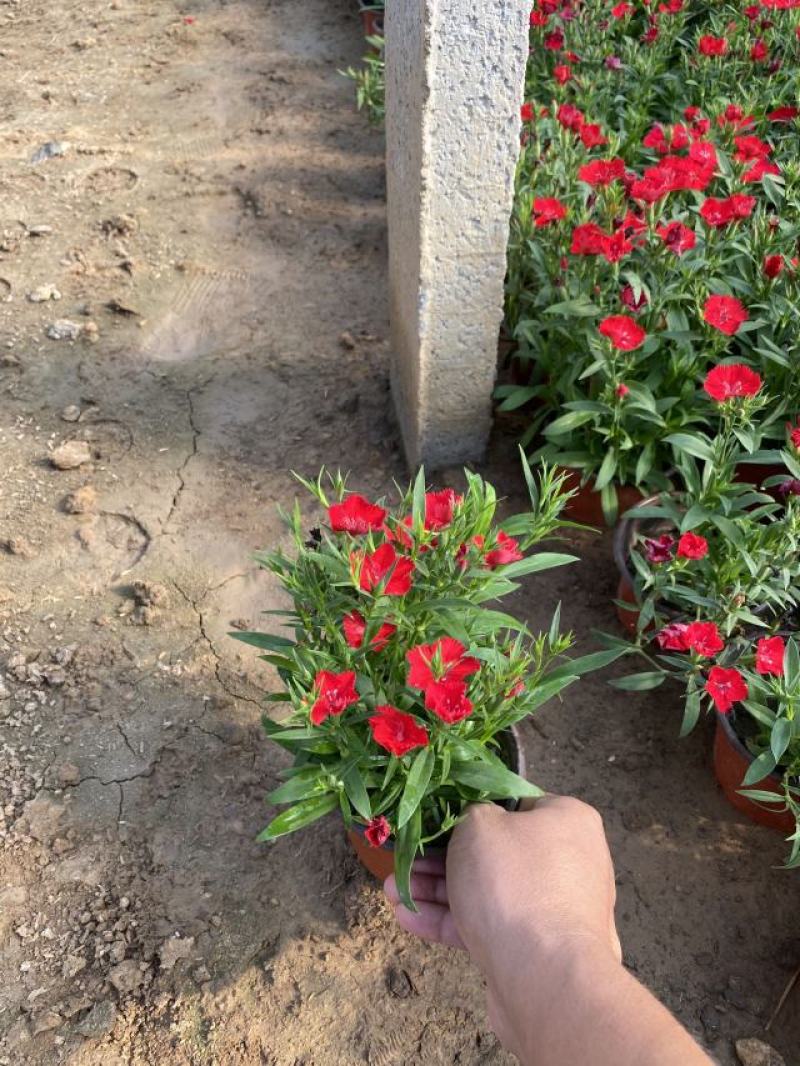 杂交石竹自产自销杂交石竹种植基地。50万低价处理。