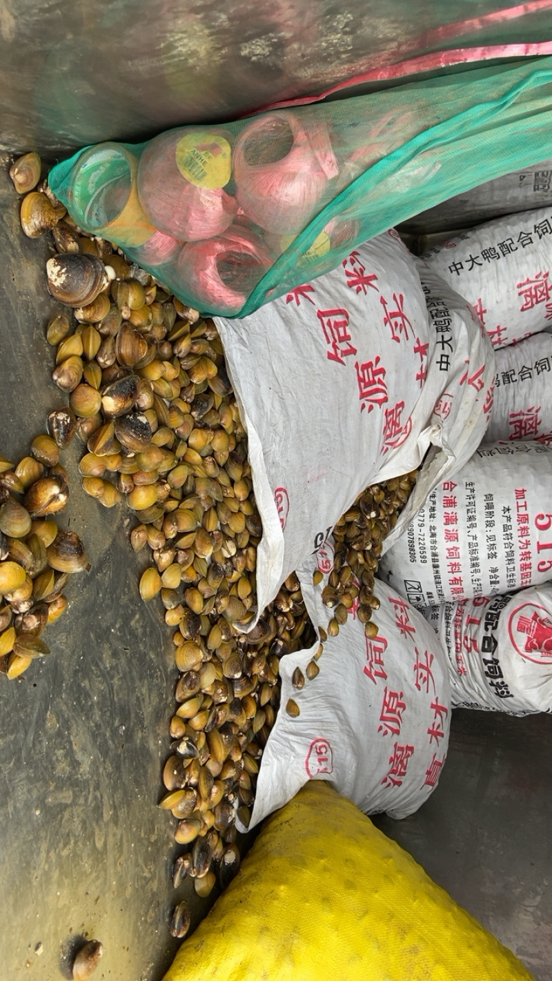 地角螺大量批发一手货源长期有货