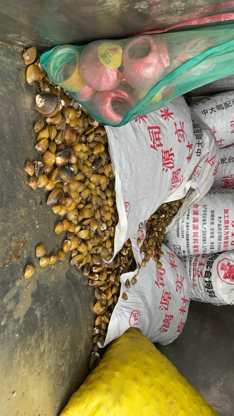 地角螺大量批发一手货源长期有货