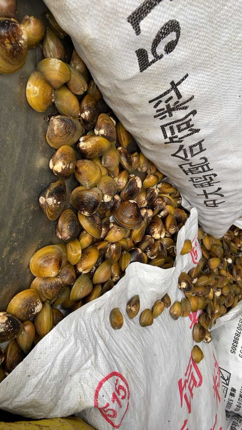 地角螺大量批发一手货源长期有货