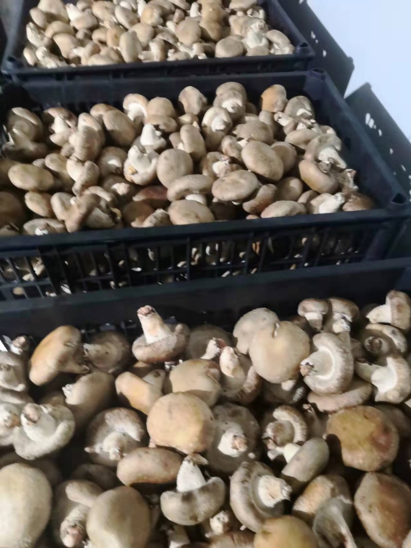 鲜香菇精品