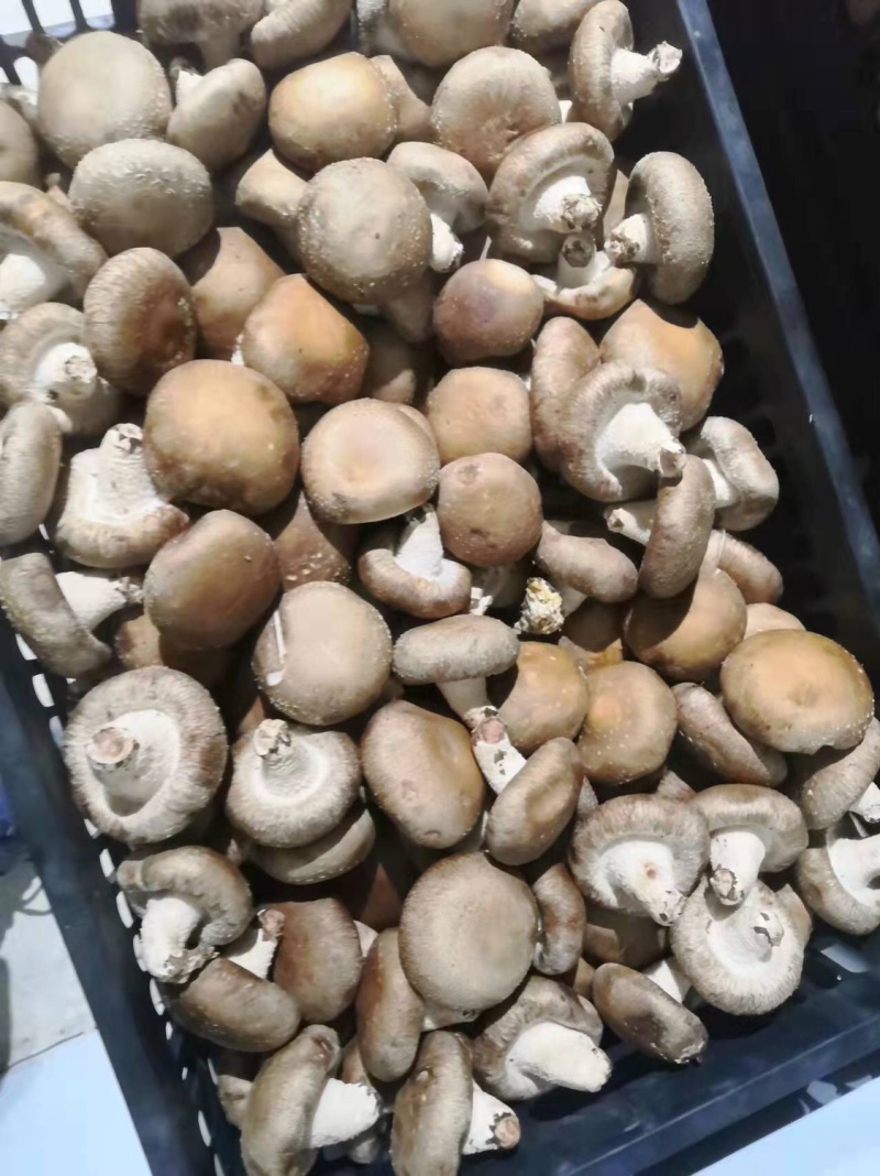 鲜香菇精品