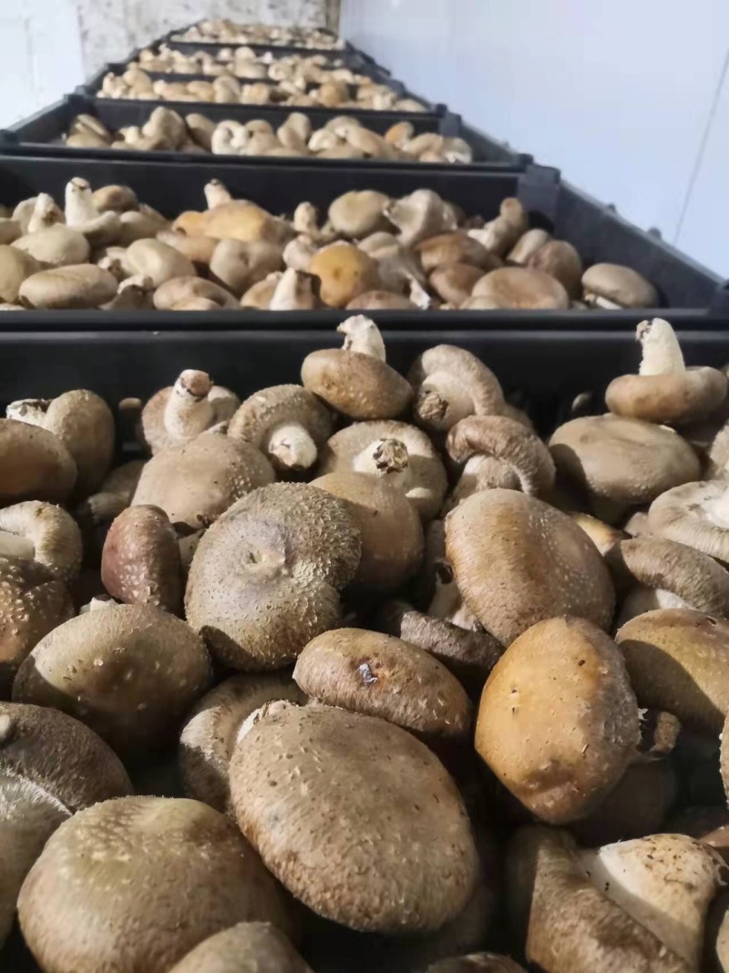 鲜香菇精品